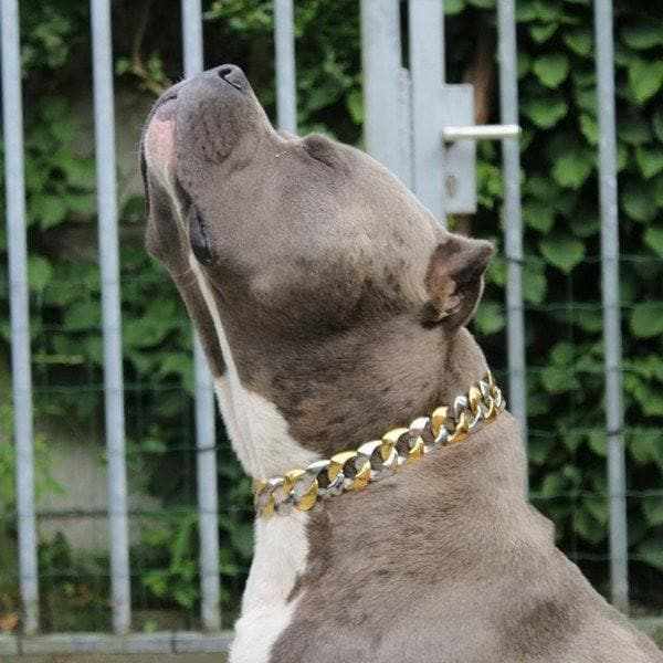 CAPONE two tone gold dog collar custom gold stainless steel luxury designer dog collar large strongest - BIG DOG CHAINS 
