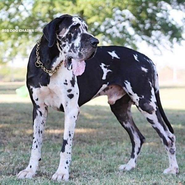 CHECKO_Gold_Choker_Chain_Great_Dane_XL_Training_Collar_BIG_DOG_CHAINS