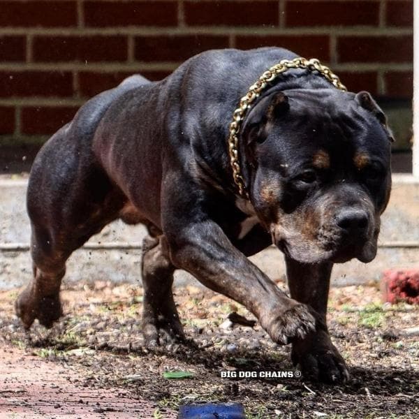 CHECKO_Gold_Pit_Bull_Training_Choker_Collar_BIG_DOG_CHAINS