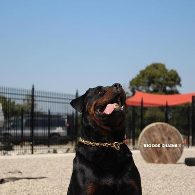 CHECK_Gold_Choker_Dog_Collar_for_Strong_Dogs_Like_Big_Rottweiler_Stainless_Steel_Chokers_BIG_DOG_CHAINS