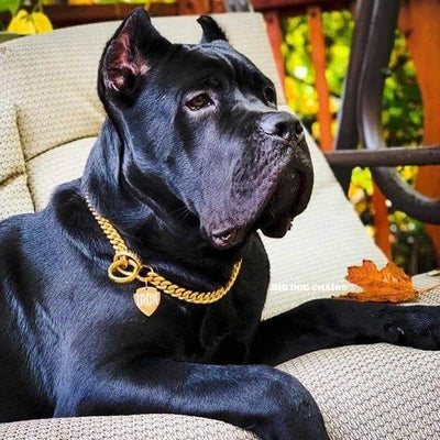 CUBAN_Choker_Gold_and_Stainless_Steel_Traning_Collar_Cane_Corso_Presa_Canario_Strong_and_Large_Collar_BIG_DOG_CHAINS