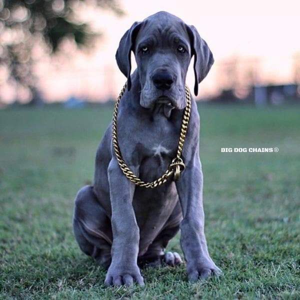 CUBAN_Gold_Choker_Collar_Large_and_Strong_Training_Collar_Great_Dane_BIG_DOG_CHAINS