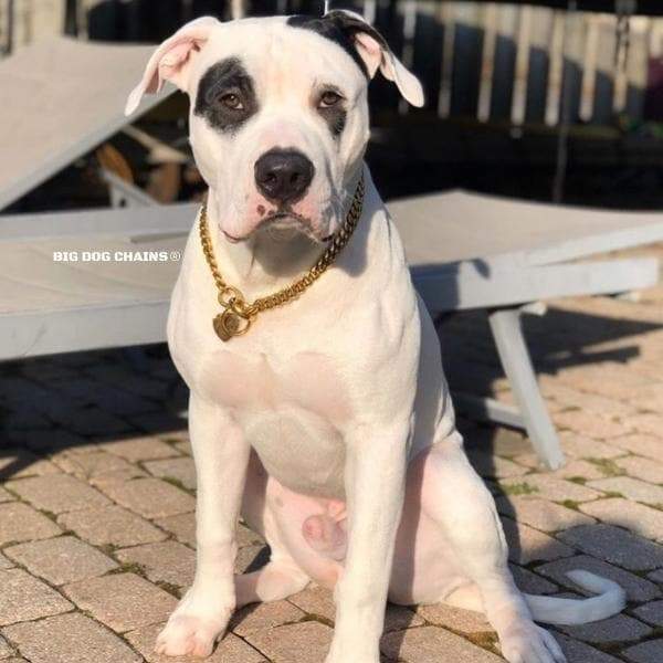 CUBAN_Gold_Choker_Training_Dog_Collar_Large_XL_Bully_Pit_Bull_Blue_Nose_Bully_Collar_BIG_DOG_CHAINS