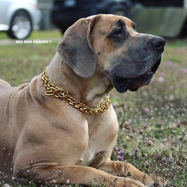 MIAMI Gold Choker Cuban Link Luxury Check Collar BIG DOG CHAINS