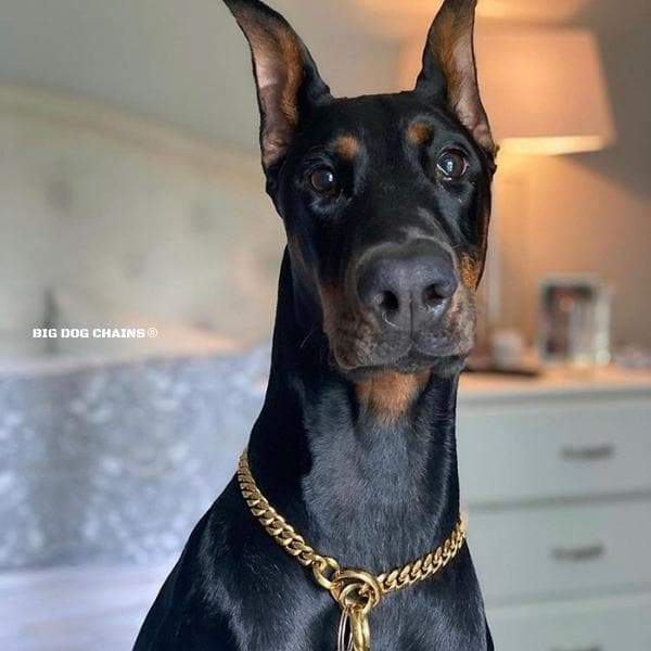 Chain Leash Big Dog Collar Chain Big Dog Gold Necklace For Dog