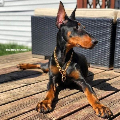 CUBAN_Training_Choker_Collar_Perfect_for_Doberman_Dobie_Collar_High_Quality_and_Unique_Gold_Cuban_Link_Dog_Collars_BIG_DOG_CHAINS