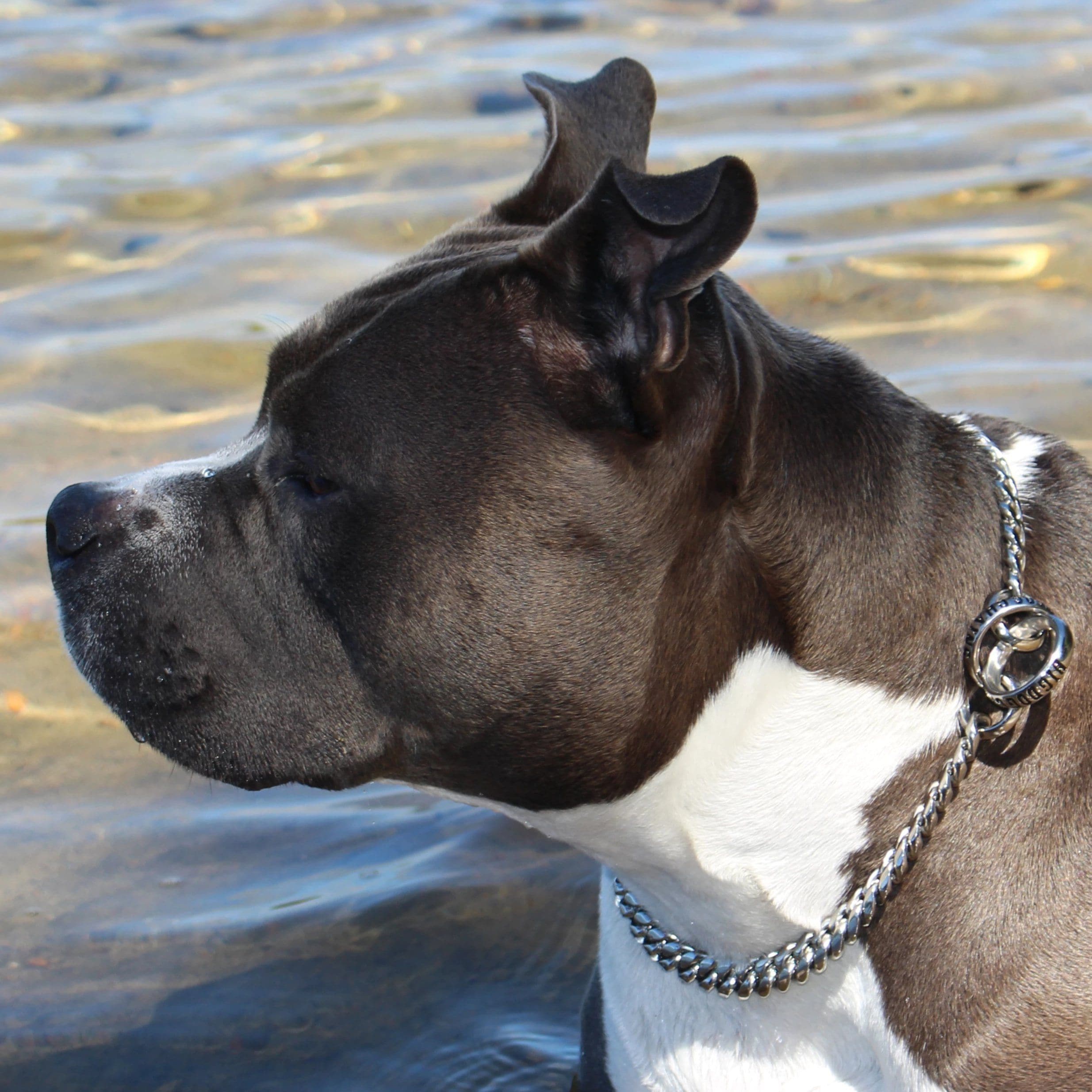 BAXTER CHOKER Polished Training Dog Collar Cuban Link Check Chain