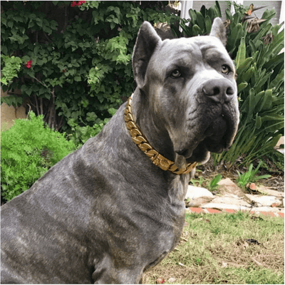 Cane Corso Large Gold Cuban Link Dog Collar Luxury Custom Stainless Steel Dog Collar - BIG DOG CHAINS