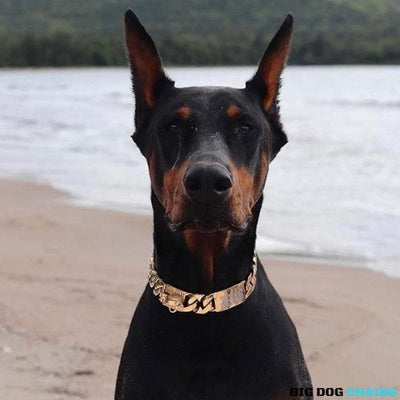 Cuban_Gold_Collar_Cuban_Link_Designed_For_Large_andMedium_Size_Dog_Breed_with_a_Very_Strong_and_Patented_Clasp_Design_for_Medium_French_Bulldog_Dobbie_Doberman_and_more_BIG_DOG CHAINS