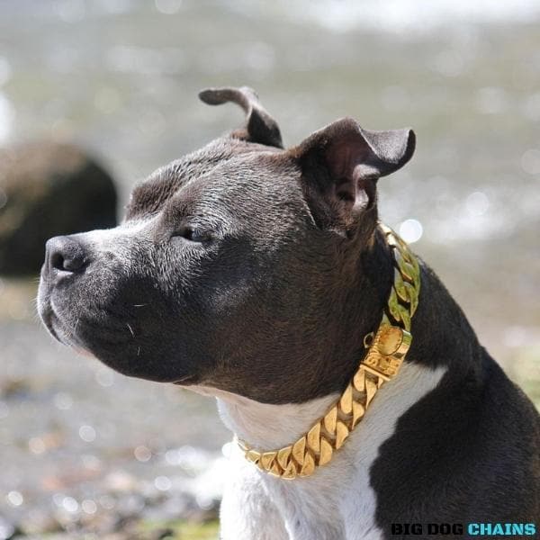 Cuban_Gold_Dog_Collar_Cuban_Link_Designed_For_Medium_Size_Dog_Breed_with_a_Very_Strong_and_Patented_Clasp_Design_for_Medium_Pit_Bull_Bully_Pitbull_XL_BULLY_and_more_BIG_DOG CHAINS