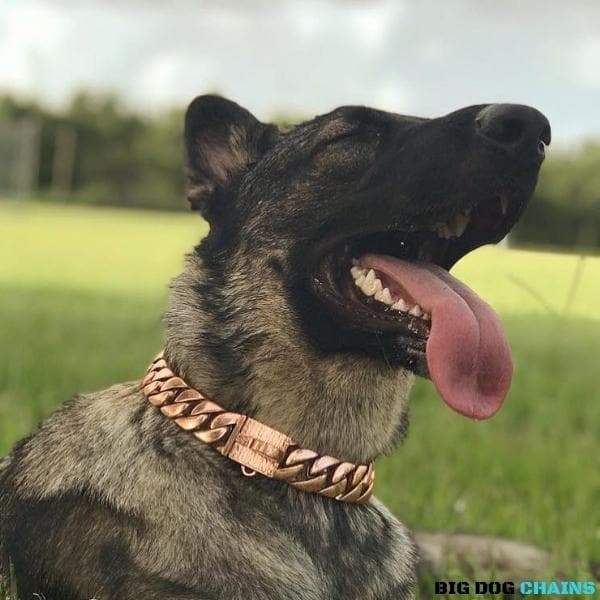 Cuban_Rose_Gold_Dog_Collar_Cuban_Link_Custom_Fitted_German_Shepard_Super_Strong_Stainless_Steel_Design_BIG_DOG_CHAINS