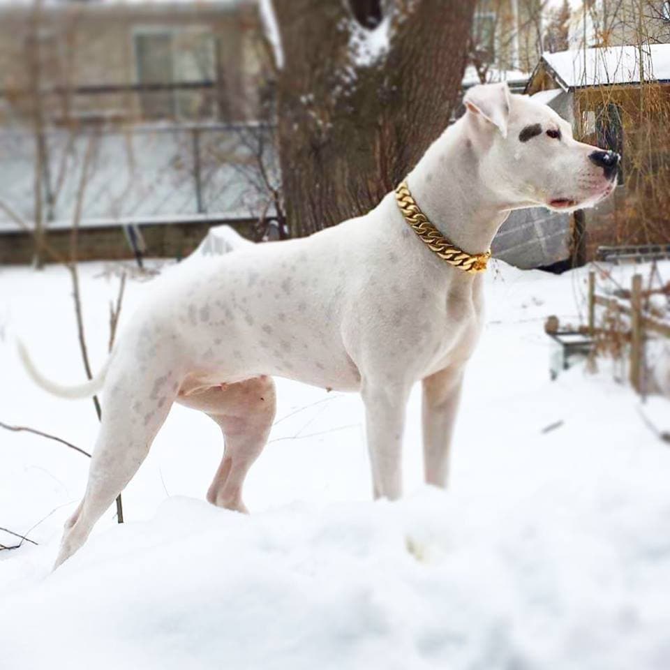 Gold Cuban dog collars | Big Dog Chains | White pitbull