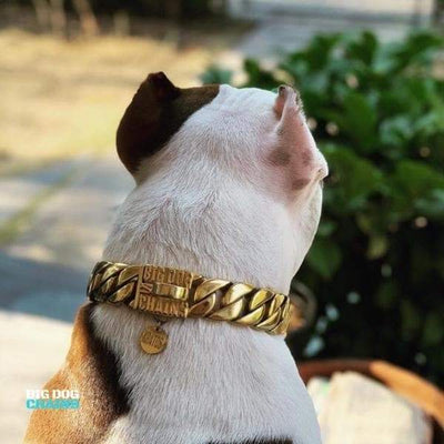 Custom_Gold_Cuban_Link_Dog_Collar_with_Unique_Gold_Engraved_Dog_ID_Tag_From_BIG_DOG_CHAINS
