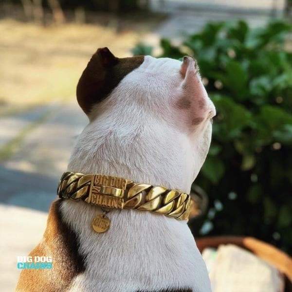 Personalized Custom Gold Dog Tags BIG DOG CHAINS BIG DOG CHAINS