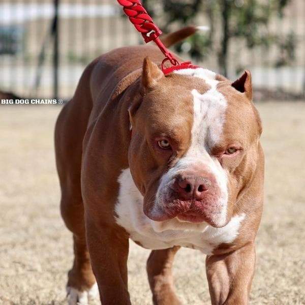 ENZO_Red_Luxury_Bully_Dog_Collar_and_Leash_BIG_DOG_CHAINS