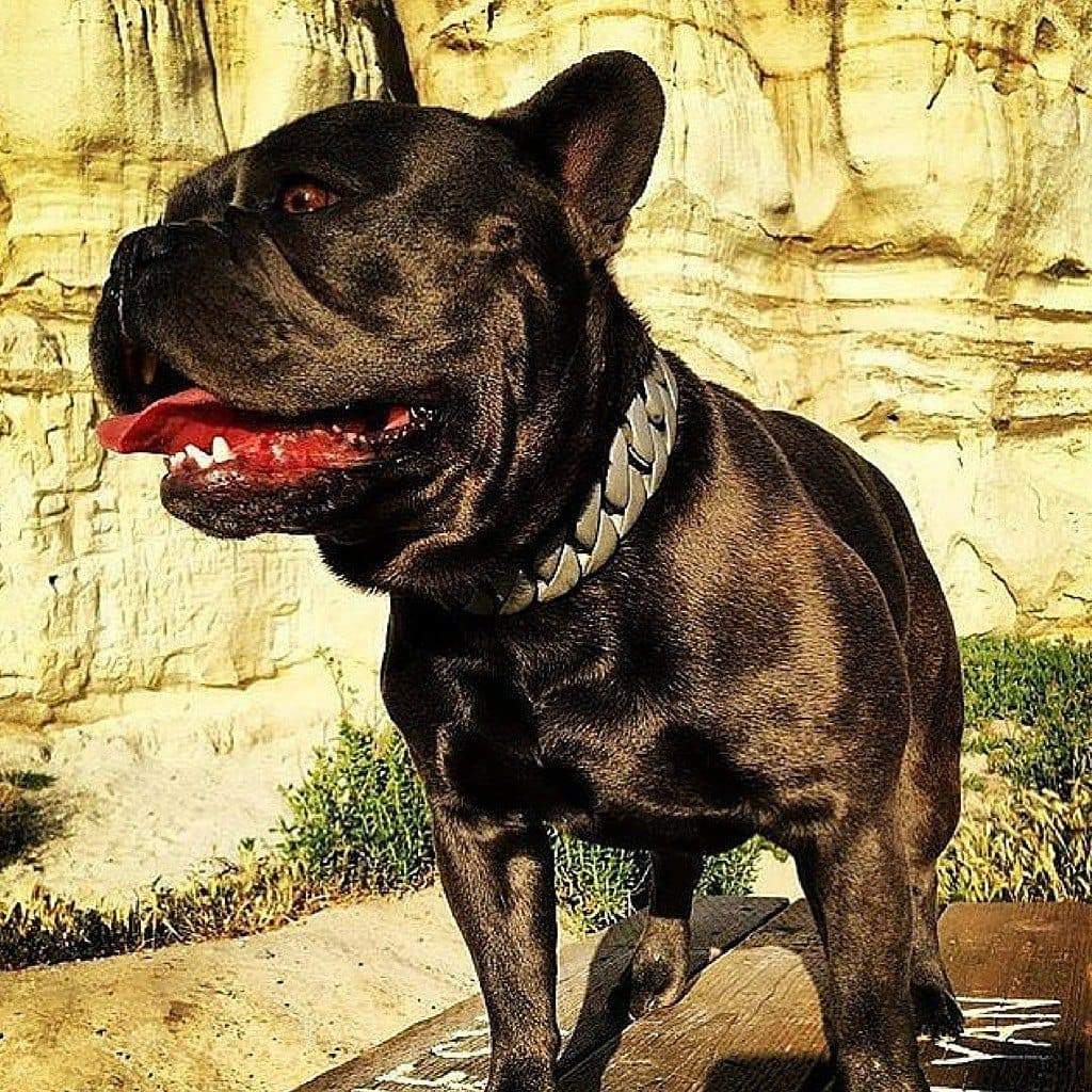 French Bulldog - Lone Star Strong Large  Matte Finish Dog Collar - BIG DOG CHAINS - 3