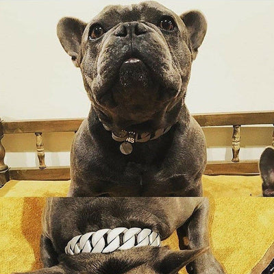 French Bulldog - Lone Star Strong Large  Matte Finish Dog Collar - BIG DOG CHAINS - 4
