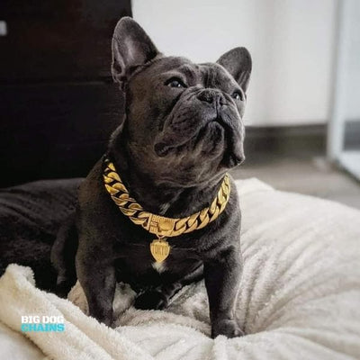 Frenchie_Gold_Cuban_Link_Dog_Collar_and_Custom_Engraved_ID_Tag_Matching_Gold_Finish_BIG_DOG_CHAINS
