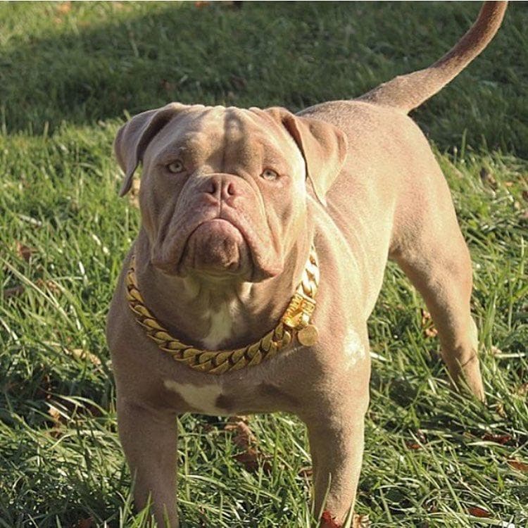 Gold Dog Id Tag | Personalize dog tag | Big Dog Chains