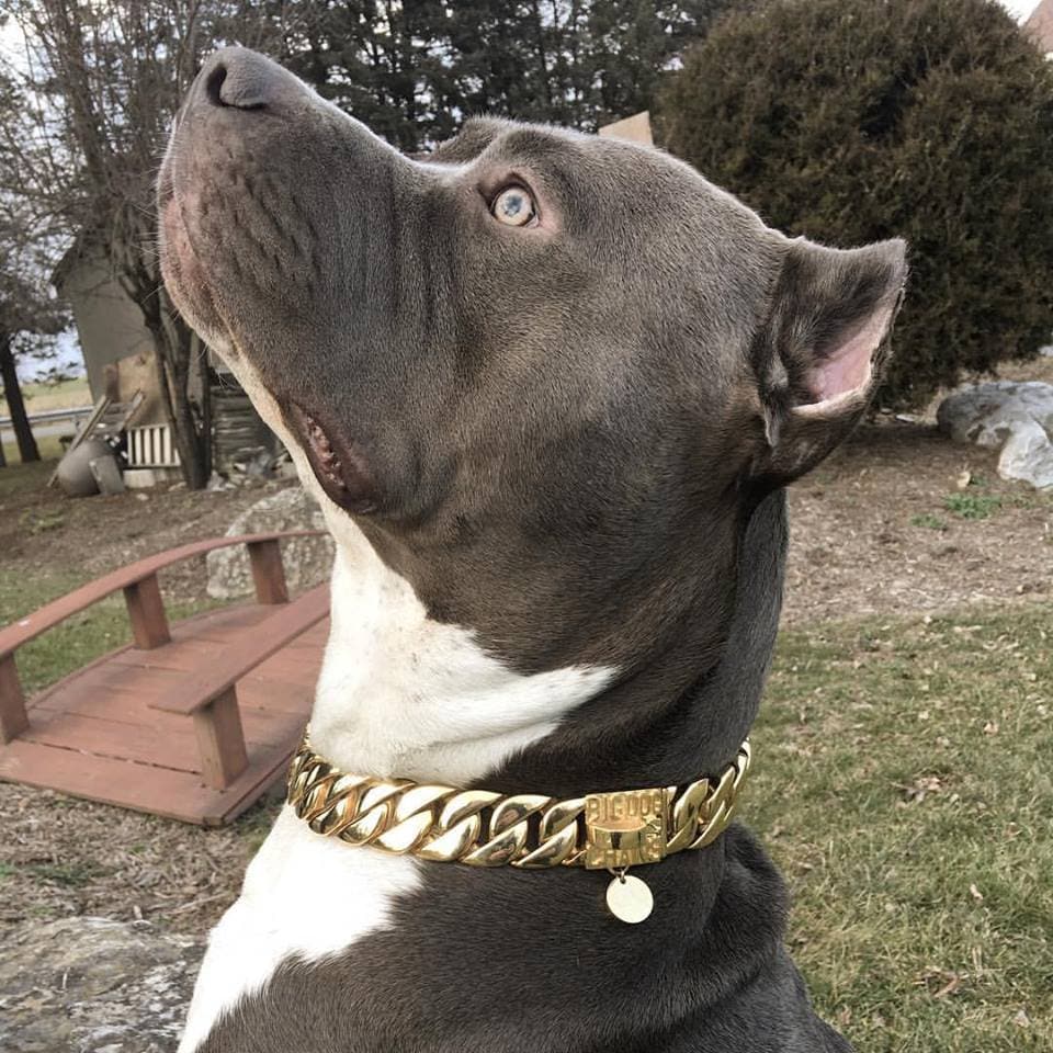 Custom dog chains on sale