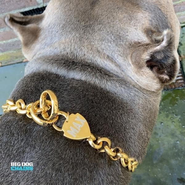 Gold_Shield_ID_Dog_Tag_For_Luxury_Gold_Training_Collar_Unique_Gold_Choker_BIG_DOG_CHAINS