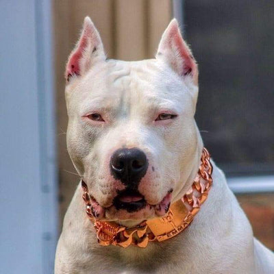 White pitbull wearing a rose gold dog collar from bigdogchains.com | THE RIO ROSE