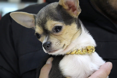 Small chihuahua | Cuban Link Gold Dog Collar | Lil' Dog Chains