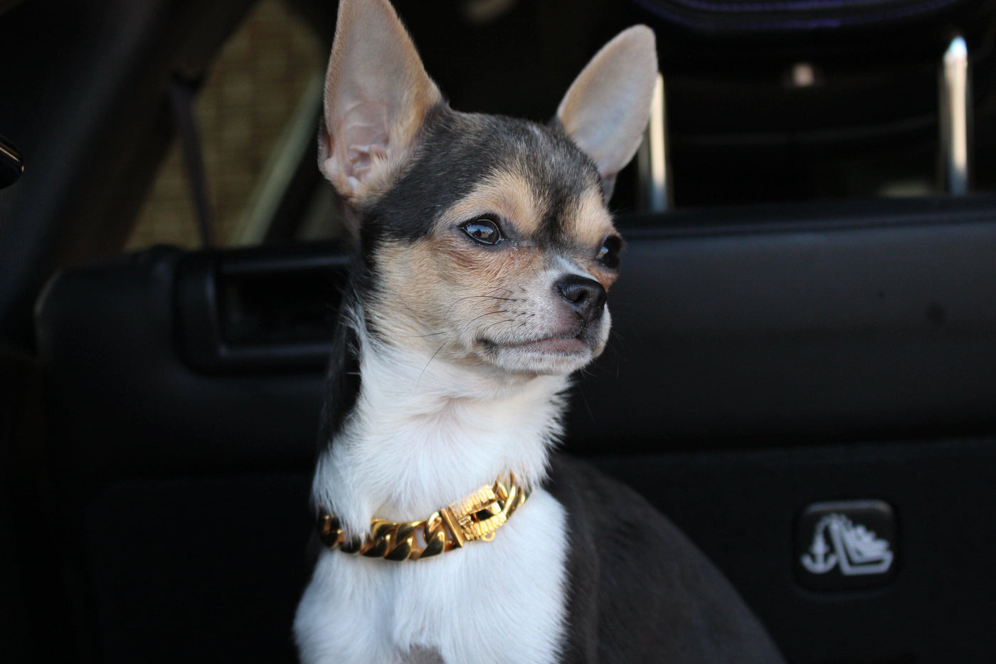 Chihuahua wearing a cuban link gold dog collar from Lil' Dog Chains