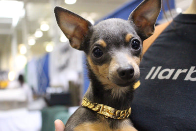 Luxury cuban link Gold dog collar | Chihuahua Dog | Lil'Dog Chains
