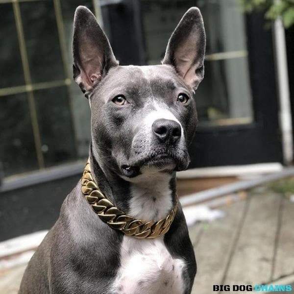 KILO_Gold_Cuban_Link_Collars_Custom_Fitted_and_Personalized_Luxury_for_Large_XL_Dogs_Like_Stafford_Terrier_Dogs_Made_of_Stainless_Steel_with_Custom_Gold_BIG_DOG_CHAINS