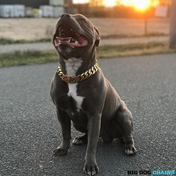 KILO_Gold_Cuban_Link_Collars_Fitted_to_Any_Large_XL_Dogs_Like_XL_Bullies_Pit_Bulls_Dogs_Made_of_Stainless_Steel_with_Custom_Gold_BIG_DOG_CHAINS