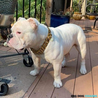 KILO_Gold_Cuban_Link_Collars_for_Large_XL_Dogs_Like_Large_English_Bulldog_Collar_Unbreakable_Marine_Grade_Stainless_Steel_with_Custom_Gold_Waterproof_Lifetime_Warranty_BIG_DOG_CHAINS