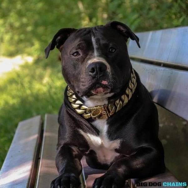 KILO_Gold_Cuban_Link_Collars_for_Large_XL_Dogs_Like_XL_Bullies_Pit_Bull_for_Super_Strong_Dogs_Made_of_Stainless_Steel_with_Custom_Gold_BIG_DOG_CHAINS