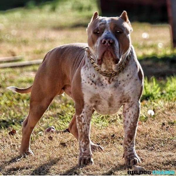 KILO_Gold_Cuban_Link_Collars_for_Large_XL_Dogs_Like_XL_Bullies_Pit_Bulls_Bull_Mastiff_Cane_Corso_Cuban_Link_Waterproof_Resistant_Stainless_Steel_with_Custom_Gold_with_Lifetime_Warranty_BIG_DOG_CHAINS