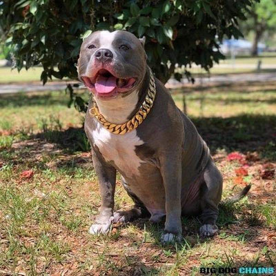 KILO_Gold_Cuban_Link_Collars_for_Large_XL_Dogs_Like_XL_Bullies_Pit_Bulls_Bull_Mastiff_and_Much_More_Stainless_Steel_with_Custom_Gold_Cuban_Link_Chain_Collars_BIG_DOG_CHAINS