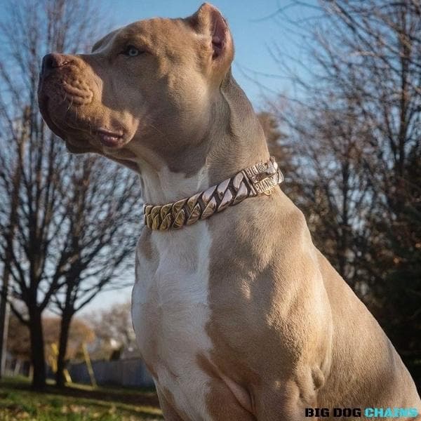 KILO_ROSE_Cuban_Link_Rose_Gold_Dog_Collar_for_Strong_XL_Dogs_like_Bullies_pit_Bull_Bull_Mastiff_Rottweiler_German_Shepard_Cane_Corso_and_More_BIG_DOG_CHAINS