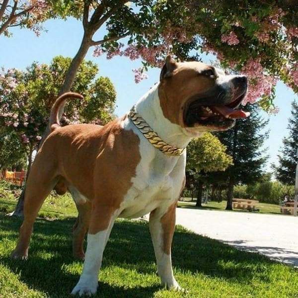 KILO gold dog collar custom gold cuban link stainless steel luxury designer dog collar large - BIG DOG CHAINS - 3