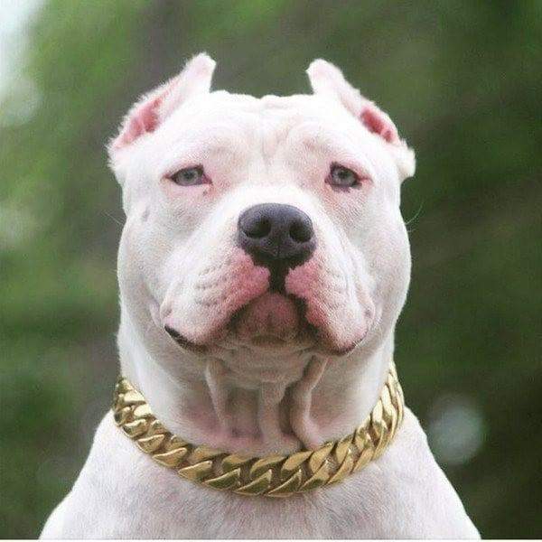 KILO gold dog collar custom gold cuban link stainless steel luxury designer dog collar large - BIG DOG CHAINS - 9