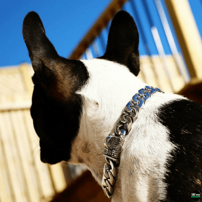 Metal dog collar for frenchies , french bulldog 
