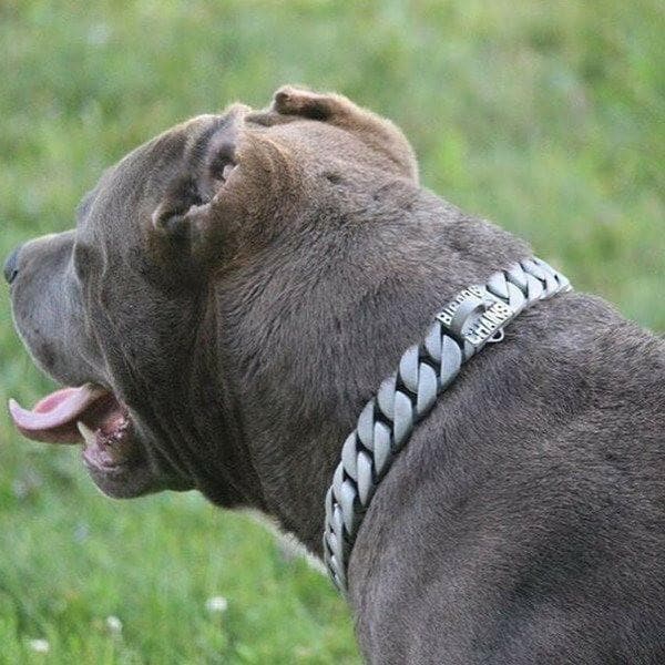 LONE STAR matte finish dog collar custom modern stainless steel luxury designer dog collar large strong - BIG DOG CHAINS - 4