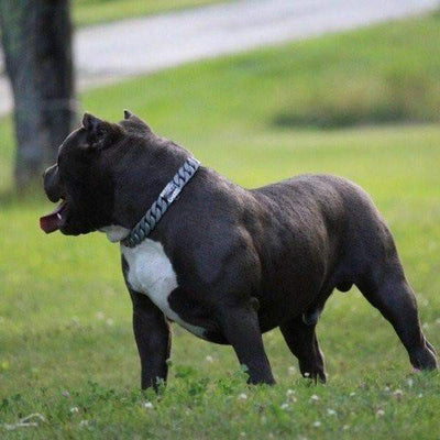 LONE STAR matte finish dog collar custom modern stainless steel luxury designer dog collar large strong - BIG DOG CHAINS