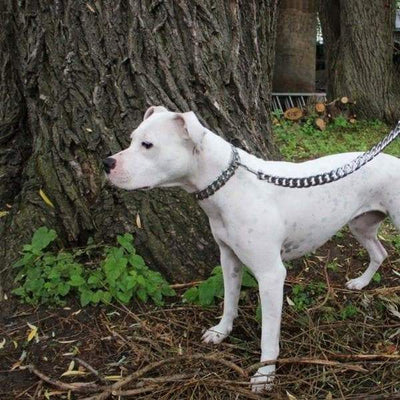 Best dog leash | Big Dog Chains