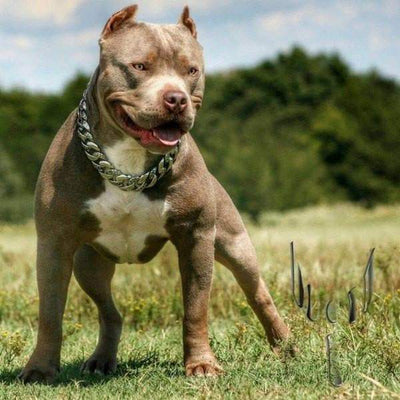 Large Dog Collar tough metal stainless steel dog collars - BIG DOG CHAINS