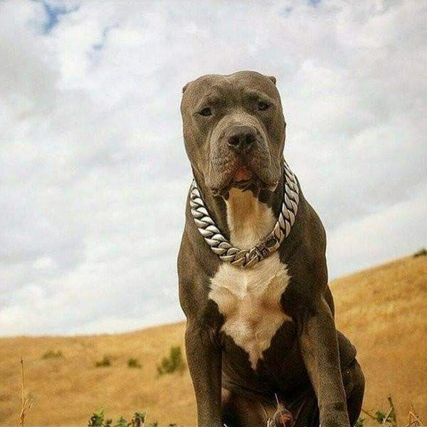 Large strong dog collar CAESAR XL -BIG DOG CHAINS