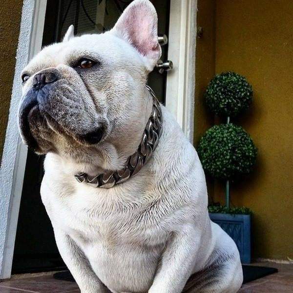 Large strong dog collar custom stainless steel high quality luxury designer dog collars - BIG DOG CHAINS.