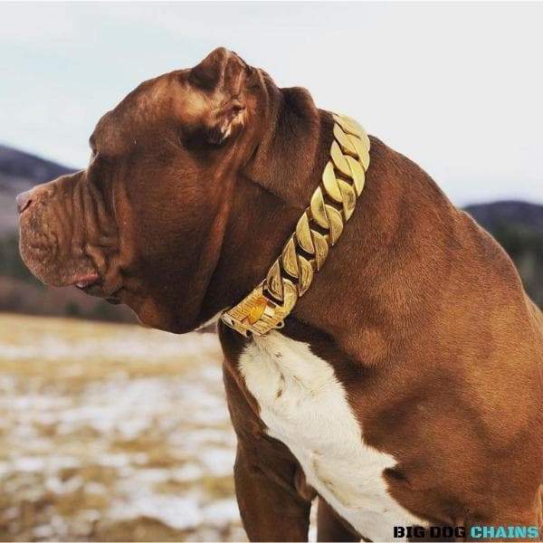 MIDAS_Custom_Gold_Cuban_Link_Dog_Collar_For_XL_Dogs_Largest_Cuban_Link_Collar_Ever_Made_Perfect_for_Dogs_Over_100_Pounds_Pit_Bulls_XL_Bullies_Cane_Corso_Bully_and_More_BIG_DOG_CHAINS 2