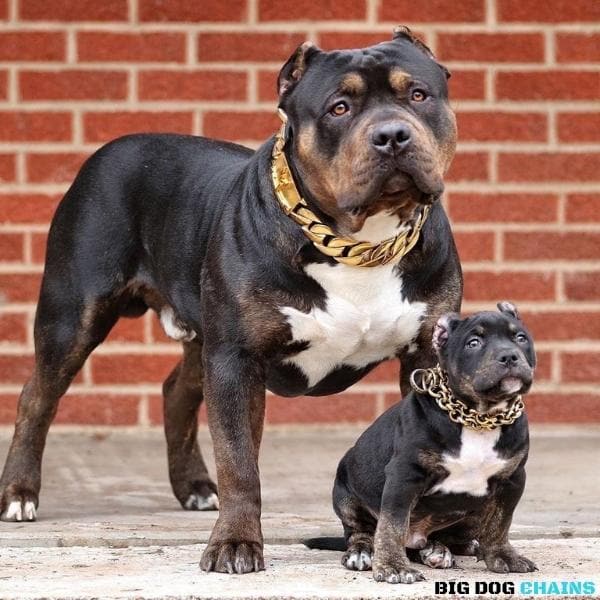 MIDAS_Gold_Cuban_Link_Dog_Collar_For_XL_Dogs_Largest_Cuban_Link_Collar_Ever_Made_Perfect_for_Dogs_Over_100_Pounds_Pit_Bulls_XL_Bullies_Cane_Corso_Bully_and_More_BIG_DOG_CHAINS 44