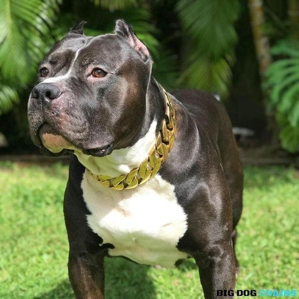 MIDAS_Gold_Cuban_Link_Dog_Collar_For_XL_Dogs_Largest_Cuban_Link_Collar_Ever_Made_Perfect_for_Dogs_Over_100_Pounds_Pit_Bulls_XL_Bullies_Cane_Corso_Bully_and_More_BIG_DOG_CHAINS 455