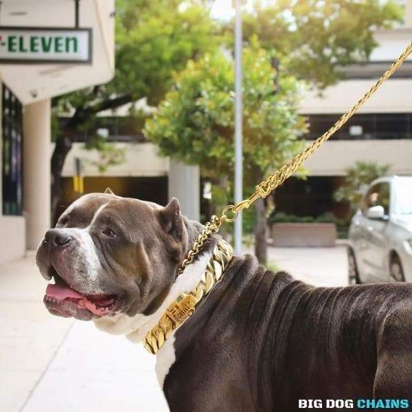 MIDAS_Gold_Cuban_Link_Dog_Collar_For_XL_Dogs_Largest_Cuban_Link_Collar_Ever_Made_Perfect_for_Dogs_Over_100_Pounds_Pit_Bulls_XL_Bullies_Cane_Corso_Bully_and_More_BIG_DOG_CHAINS 4