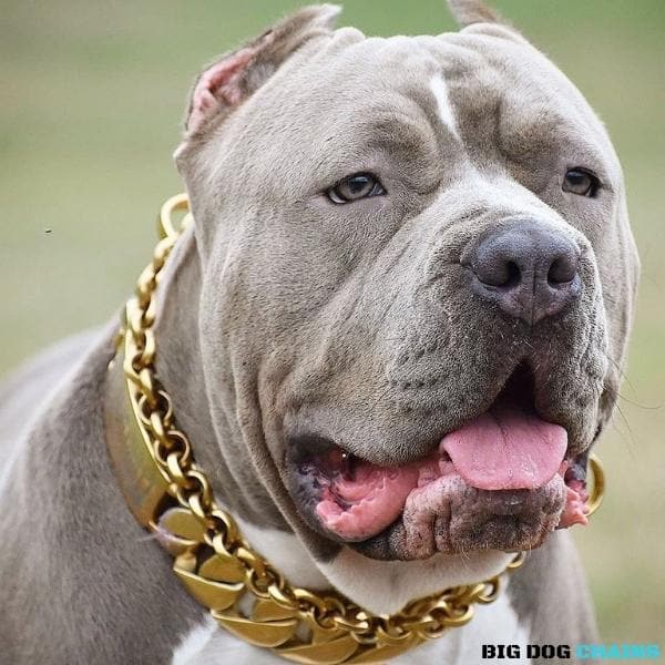 MIDAS_Gold_Cuban_Link_Dog_Collar_For_XL_Dogs_Largest_Cuban_Link_Collar_Ever_Made_Perfect_for_Dogs_Over_100_Pounds_Pit_Bulls_XL_Bullies_Cane_Corso_Bully_and_More_BIG_DOG_CHAINS 566